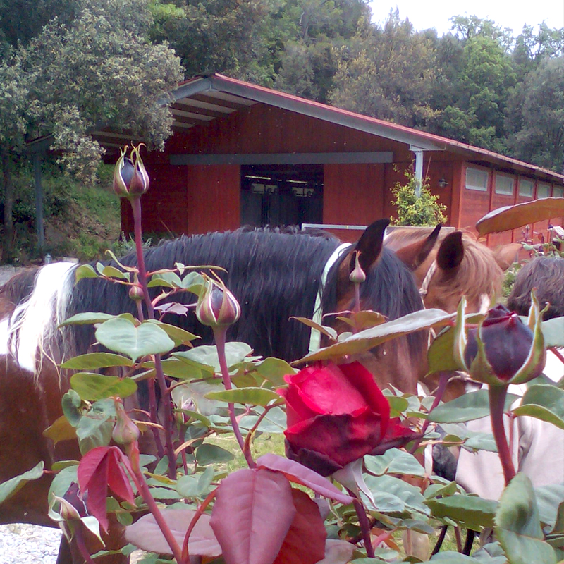 Casa rural en Sant Ferriol (La Garrotxa)